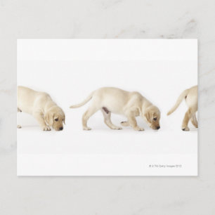 Labrador Retriever Puppy Walking Briefkaart