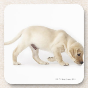 Labrador Retriever Puppy Walking Drankjes Onderzetter