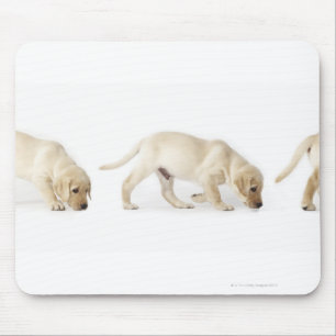 Labrador Retriever Puppy Walking Muismat