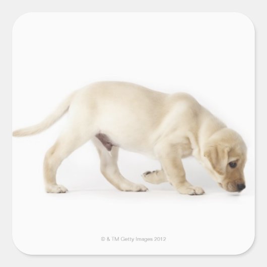 Labrador Retriever Puppy Walking Vierkante Sticker (Voorkant)