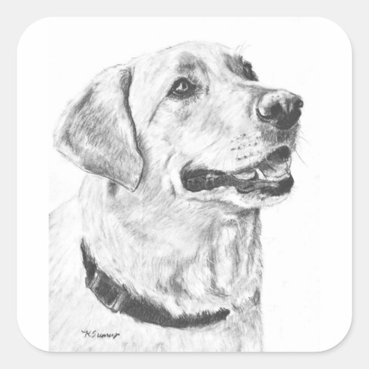 Labrador Retriever Tekening Vierkante Sticker (Voorkant)