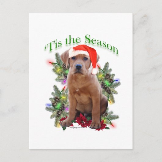 Labrador Retriever ‘Tis Briefkaart (Voorkant)