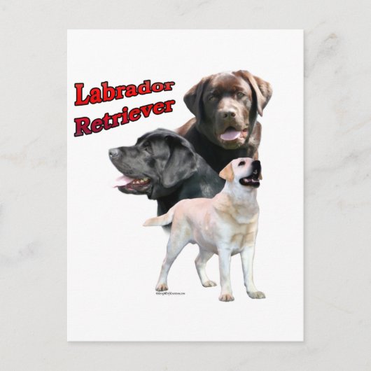 Labrador Retriever Trio 2 Briefkaart (Voorkant)