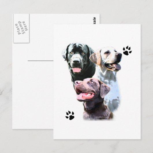 Labrador Retriever Trio Briefkaart (Voorkant / Achterkant)