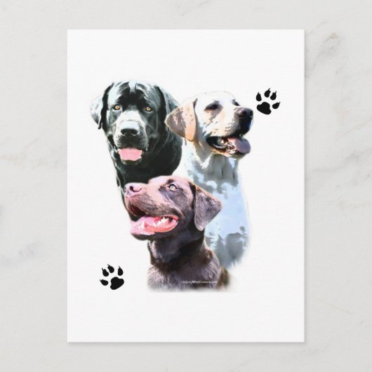 Labrador Retriever Trio Briefkaart (Voorkant)