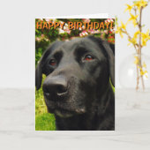 Labrador Retriever verjaardagskaart Kaart (Gele Bloem)