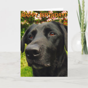 Labrador Retriever verjaardagskaart Kaart