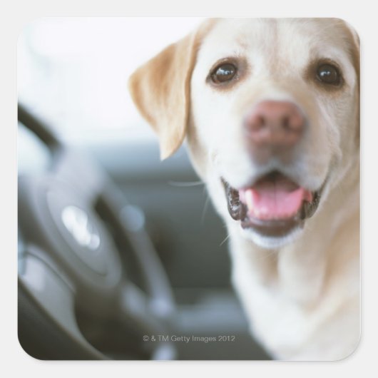Labrador Retriever Vierkante Sticker (Voorkant)