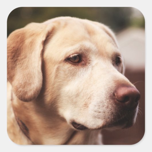 Labrador Retriever Vierkante Sticker (Voorkant)