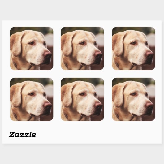 Labrador Retriever Vierkante Sticker (Vel)
