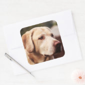 Labrador Retriever Vierkante Sticker (Envelop)