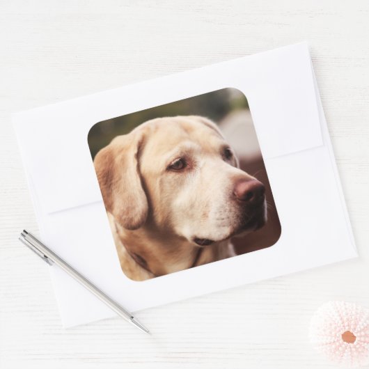 Labrador Retriever Vierkante Sticker (Envelop)