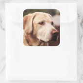 Labrador Retriever Vierkante Sticker (Tas)