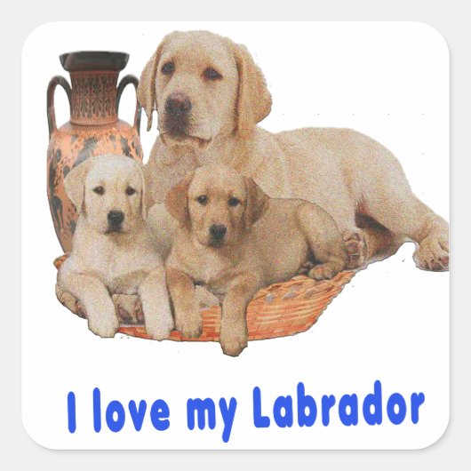 Labrador Retriever Vierkante Sticker (Voorkant)