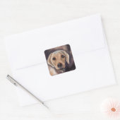 Labrador Retriever Vierkante Sticker (Envelop)