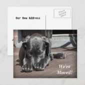 Labrador Retriever We hebben een nieuw adres verpl Aankondigingskaart (Voorkant / Achterkant)