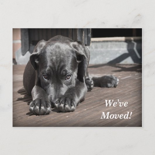 Labrador Retriever We hebben een nieuw adres verpl Aankondigingskaart (Voorkant)