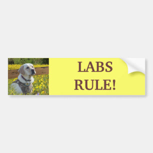Labrador Retriever Yellow Flowers Bumpersticker
