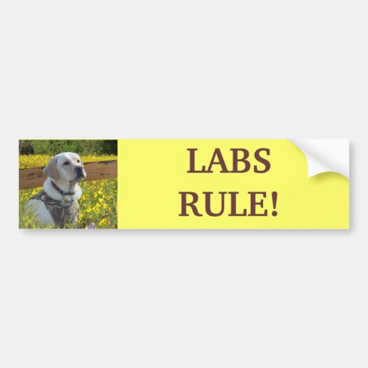 Labrador Retriever Yellow Flowers Bumpersticker (Voorkant)