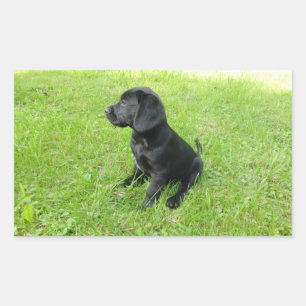 Labrador Retriever Zwarte Puppy Rechthoekige Sticker