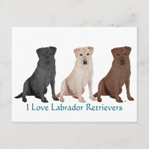 Labrador Retrievers - 3 Kleuren om van te houden Briefkaart