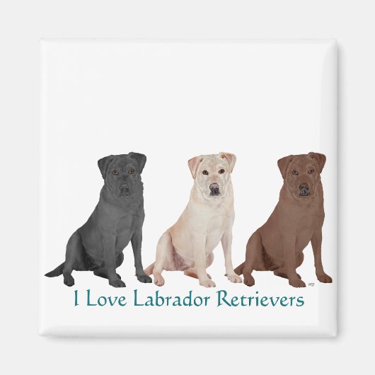 Labrador Retrievers - 3 kleuren tot liefde Magneet (Voorkant)