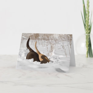 Labrador Retrievers graven in sneeuwgroet Kaart