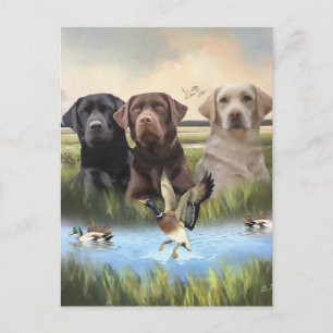 labrador retrievers (jachthonden) briefkaart