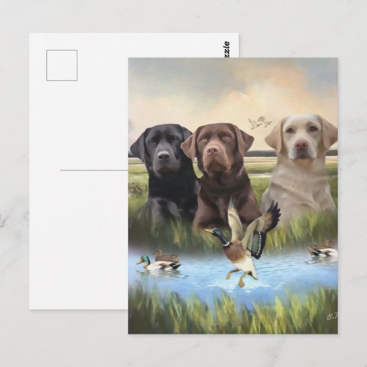 labrador retrievers (jachthonden) briefkaart (Voorkant / Achterkant)