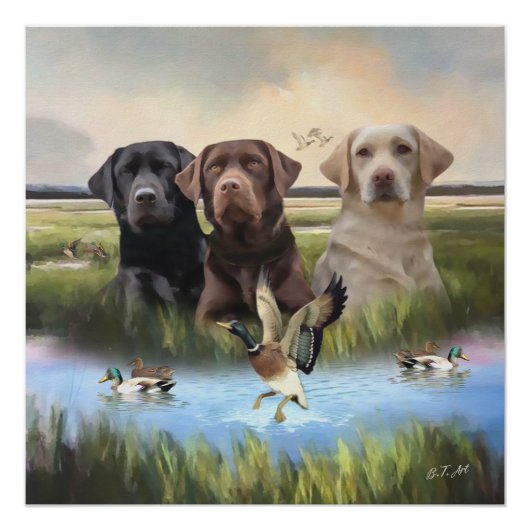 labrador retrievers (jachthonden) perfect poster (Voorkant)
