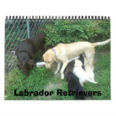 Labrador Retrievers Kalender (Hoes)
