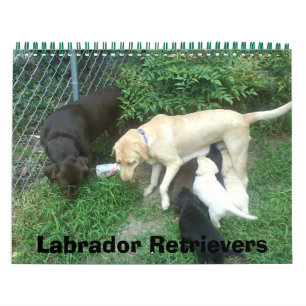 Labrador Retrievers Kalender