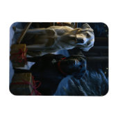 Labrador Snowy Sleigh Kerst Decor Magneet (Horizontaal)