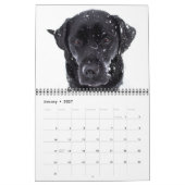 Labradorable Labs - Black Labrador Retriever Kalender (Jan 2027)