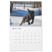 labradorkalender 2023 kalender (Feb 2026)