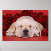 Labradorpuppy's en rozen poster (Voorkant)