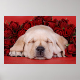 Labradorpuppy's en rozen poster