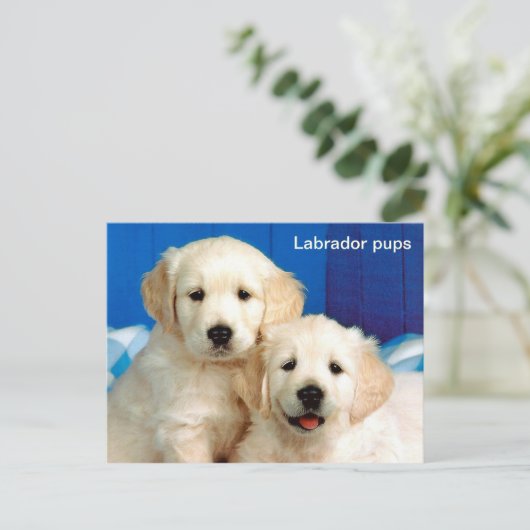 Labradorpups Briefkaart (Staand voorkant)
