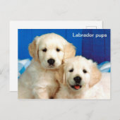 Labradorpups Briefkaart (Voorkant / Achterkant)