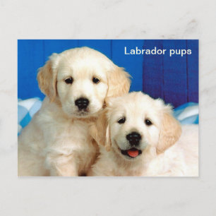 Labradorpups Briefkaart