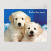 Labradorpups Briefkaart (Voorkant)