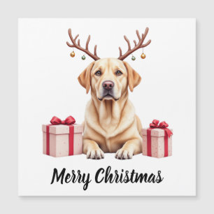 Labradorrendier