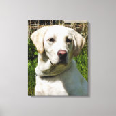 LABRADORS CANVAS AFDRUK (Voorkant)