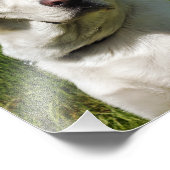 LABRADORS FOTO AFDRUK (Hoek)