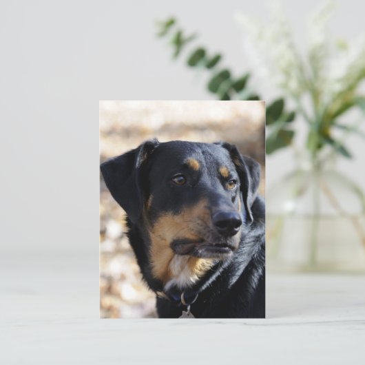 Labrottie (combinatie Labrador Rottweiler) Briefkaart (Staand voorkant)