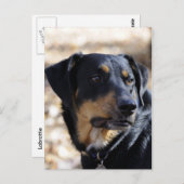 Labrottie (combinatie Labrador Rottweiler) Briefkaart (Voorkant / Achterkant)