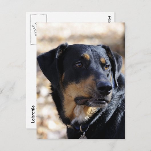 Labrottie (combinatie Labrador Rottweiler) Briefkaart (Voorkant / Achterkant)