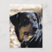 Labrottie (combinatie Labrador Rottweiler) Briefkaart (Voorkant)