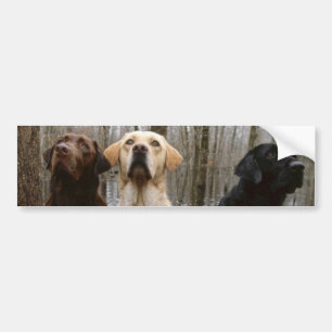 Labs Bumpersticker