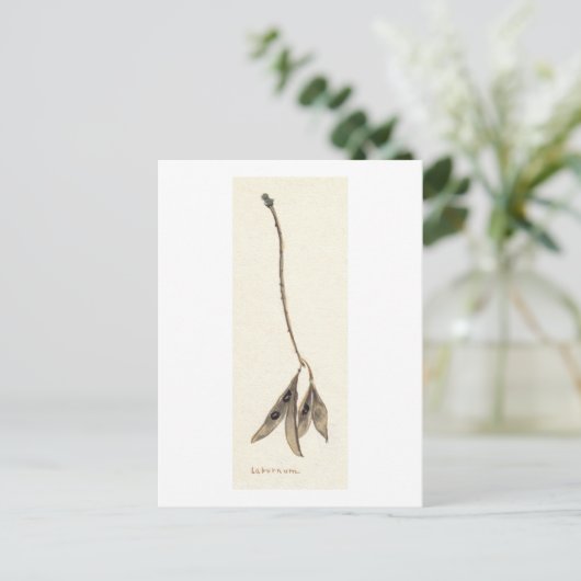 Laburnum Seeds Briefkaart (Staand voorkant)